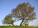 Wallpaper Baum Frhling